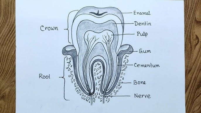 19+ Labelled Diagram Of A Tooth