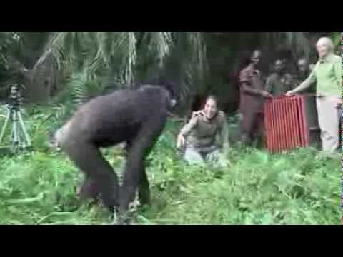 Video: Sind Schimpansen vierbeinig?