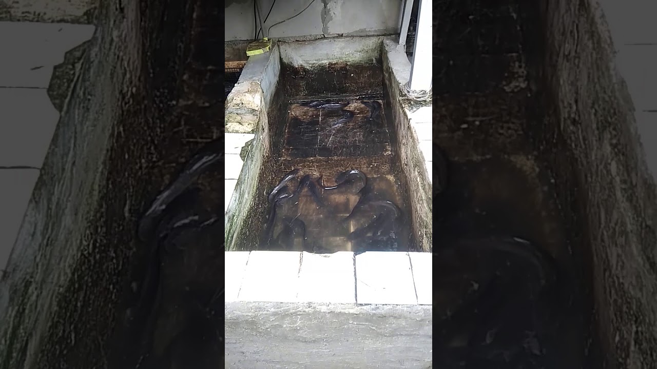 Ternak lele siap untuk di jual 