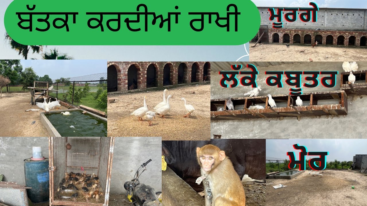 ਫਾਰਮ ਦੀ ਰਾਖੀ ਕਰਦੀਆਂ ਬੱਤਕਾ ਦੇ ਨਾਲ ਅਨੇਕਾਂ ਪੰਛੀ #animal #money #duck #birds #baffalo #farming #farmlife