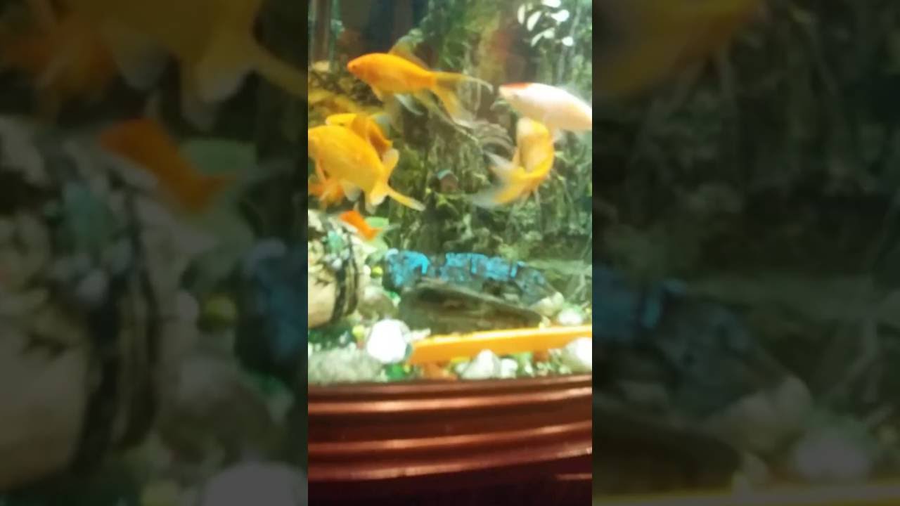 while fish pooping YouTube