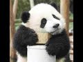 シャンシャンとイケメン飼育員さん💓Baby panda and keeper【パンダシャンシャンチャンネル】