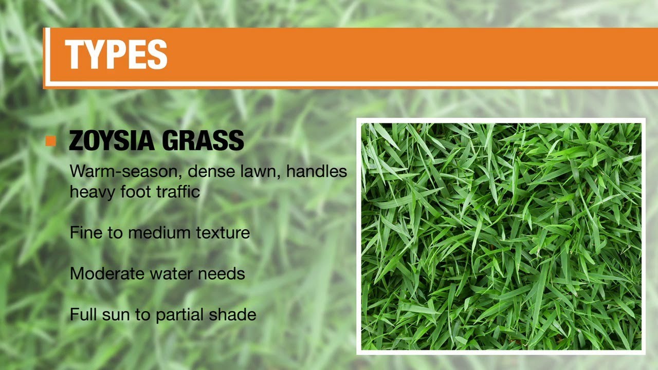 Types Of Grass The Home Depot