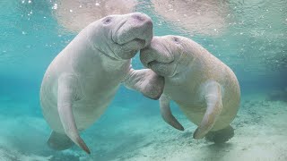 Dugong, The Gentle Giant Of The Ocean Real Life Sea Cow