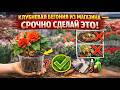КЛУБНЕВАЯ БЕГОНИЯ ИЗ МАГАЗИНА — СРОЧНО СДЕЛАЙ ЭТО!