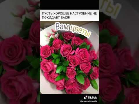 Video: Тергөөчүлөр көмүлгөн 100 жолбун итке аман-эсен доо коюп жатышат