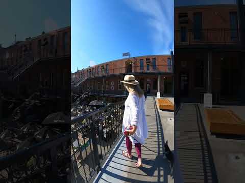 Southern Magnolia Trees In Bloom