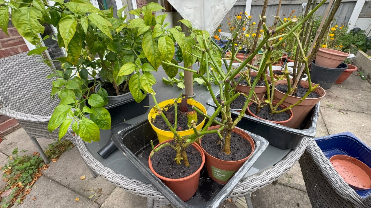 Uk ঠান্ডা weather মরিচ গাছ কিভাবে বাঁচিয়ে রাখা যায় । MashAllah 