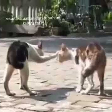 Kuching oren kesurupan !!!