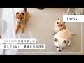 【ただの癒し動画🐕】ひたすら我が家の犬の平和な暮らしを見てもらうだけの動画😜