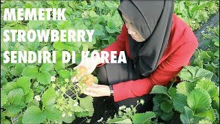 PERKEBUNAN STRAWBERRY DI KOREA