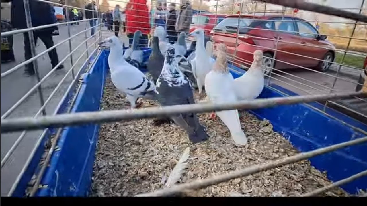 Targ gołębi Warszawa rynek 29.03.2025. "Masz, nie masz? .. bierz kupuj"