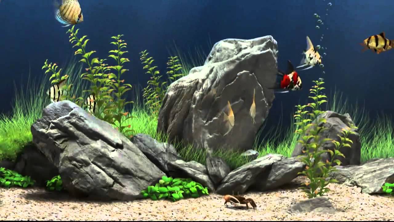 Marine Aquarium Screensaver Free Download