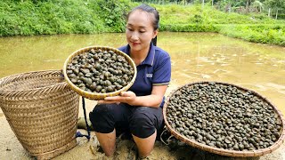 Harvest Copper Snail Goes to the market sell - Daily life | Ly Thi Tam