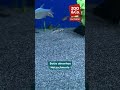 Netzschmerle: Musterstar mit Nutzen – starker Schneckenfresser bei Zoo & Co. Aumüller in Georgsmarie