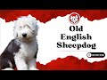 Unleash The Fun Facts: Old English Sheepdog Puppies