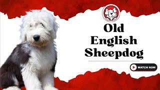 Unleash The Fun Facts: Old English Sheepdog Puppies