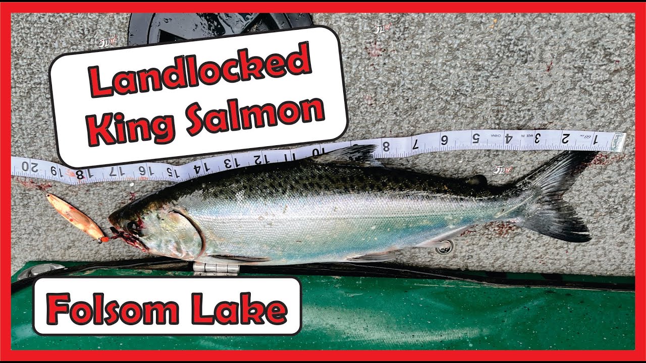 KING SALMON Folsom Lake CA Fishing KingSalmon FolsomLake YouTube