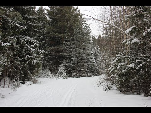 Vlog: Как мы катались на лыжах в лесу/ Красота русской природы /Зимний лес 🌲🌲🌲
