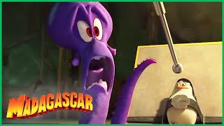 DreamWorks Madagascar em Português | Capturado | Os Pinguins de Madagascar   Desenhos Animados