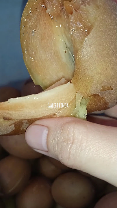 Matang Sempurna Dalam 2Hari‼️Cara Peram Sawo Agar Cepat MASAK⁉️#shortvideo #shorts #short