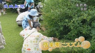 偕楽園にスズムシ放虫