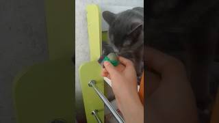 у меня 🐈 наркоман/заказал 🐈 травушку #юмор