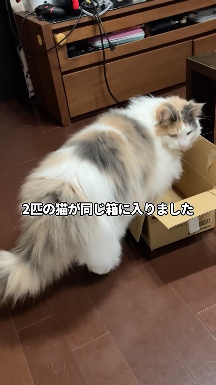 迷い猫 (きなこ)② きなこ 迷い猫しんくん探してます (@tenpicomi) / Posts / X