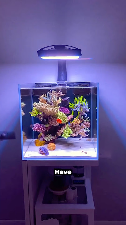 Should you setup a saltwater aquarium?