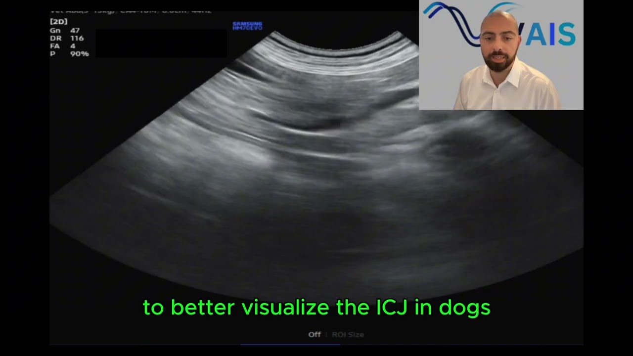 Ultrasound of the colon in dogs and cats