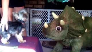 Woosaa Vs. Triceratops