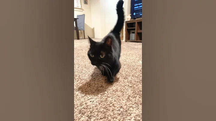 Video 6941751: munchkincat munchkins, munchkin black cat cutecats, munchkincats cute cat