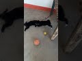 Funny puppys 2021 energetic black puppy playing  rss entertainment world