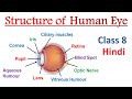 Structure of human eye Class 8 Hindi [ 𝐇𝐮𝐦𝐚𝐧 𝐄𝐲𝐞 ] Structure and working of human eye