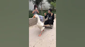 البطه البطه البطة Duck 