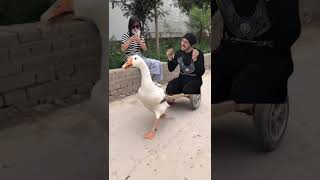 البطه البطه البطة | duck
