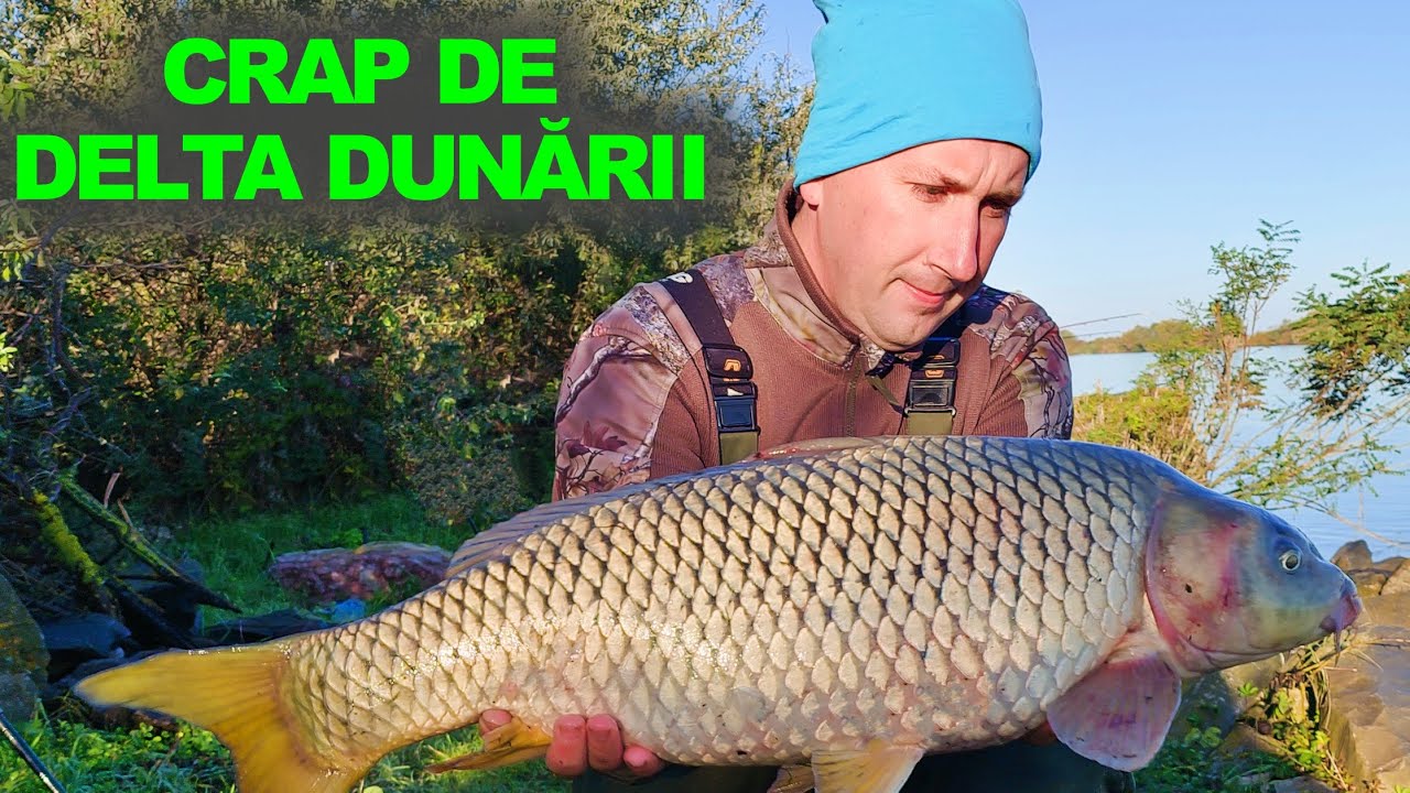 TOAMNA SE PRIND CRAPII MARI ÎN DELTA DUNĂRII