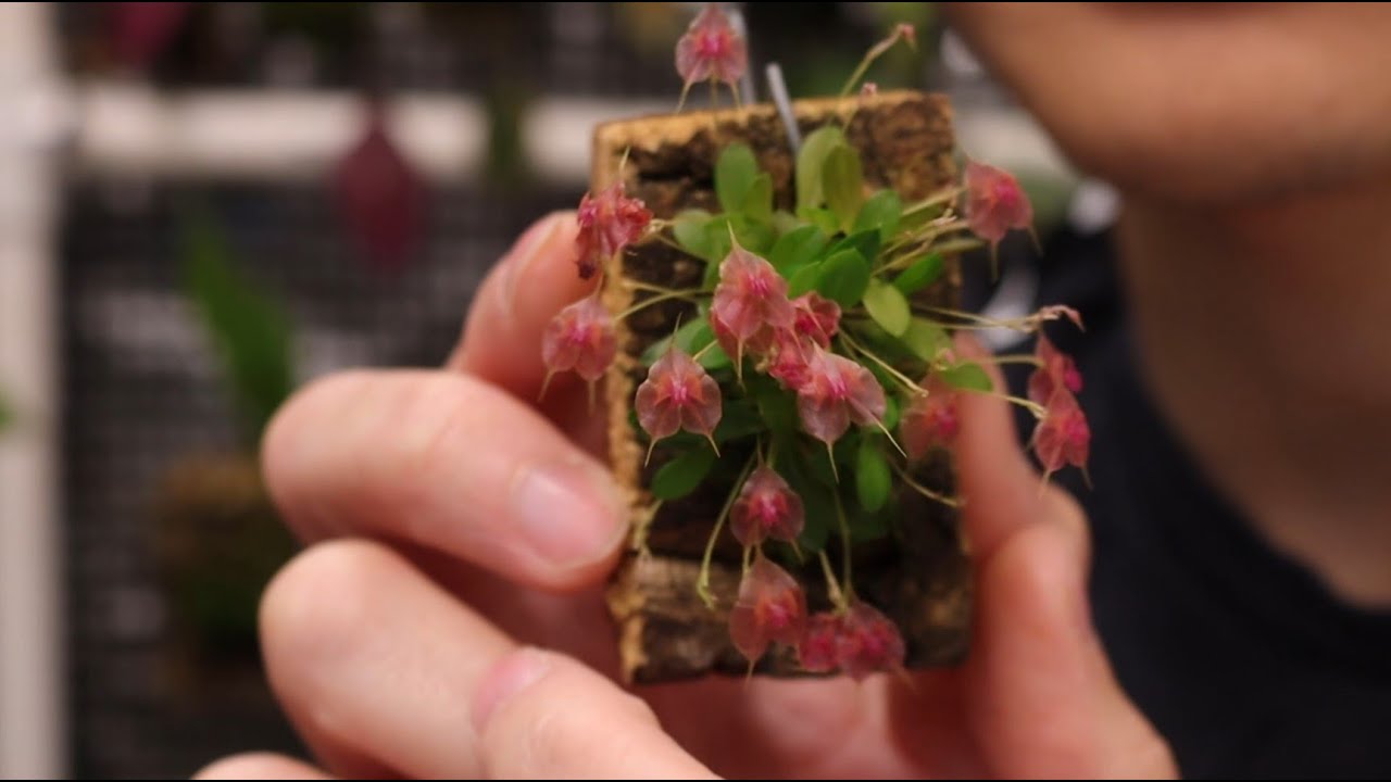 Mid August Lepanthes Update, August 9, 2025