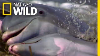 Dolphins Take Hunting to the Next Level | Deep Sea Killers