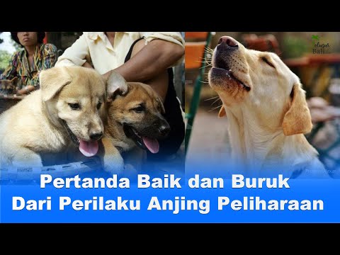 Video: 10 Binatang Anjing yang Cenderung Cinta Air