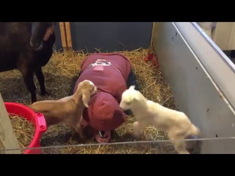 Baby goats learn to play