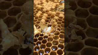 Queen Cell Management / Preventing Swarm in Hive 🐝👑 #shorts