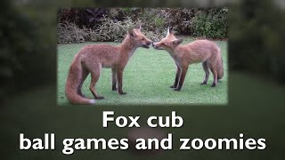 Fox cub ball games and zoomies