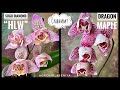 Phal. Dragon Maple peloric 🐉 &amp; Phal. Sogo Diamond ‘HLW’ 3-lips💍 Обзор и сравнение азиатских сортов