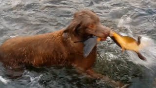 Dog catches fish