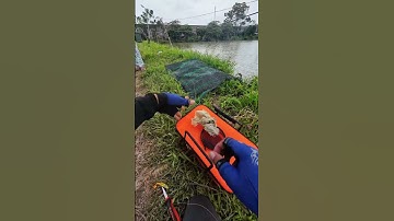 Thùng đựng cá mới câu được 3 ca, cần bán gấp 🥶#giaothichcauca #giadinhnhagiao#giaothichcauca