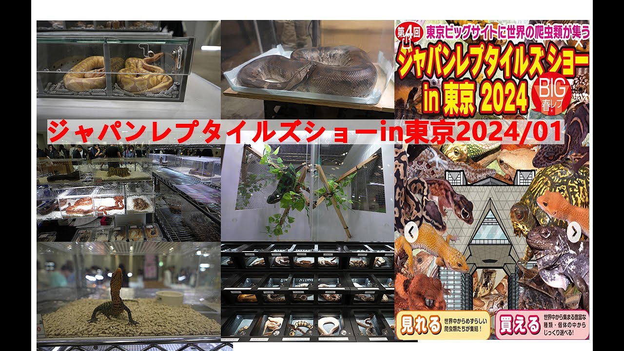 ジャパンレプタイルズショーin東京2024/01