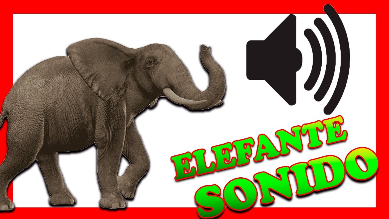 SONIDO de ELEFANTE 🐘 (efecto de sonido) INCREÍBLE ️ - YouTube