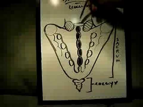 Anatomy with Mike and Rudy: Sacrum and Coccyx