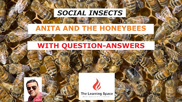 Looking Around | Class 4 | Anita and the Honeybees | Chapter 5 - CBSE / NCERT | Social Insects